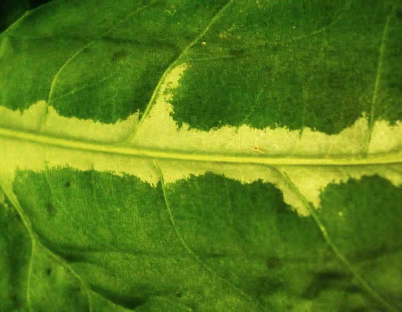 Syngonium wendlandii / сингониум Вендленда