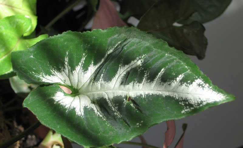 Syngonium wendlandii / сингониум Вендленда