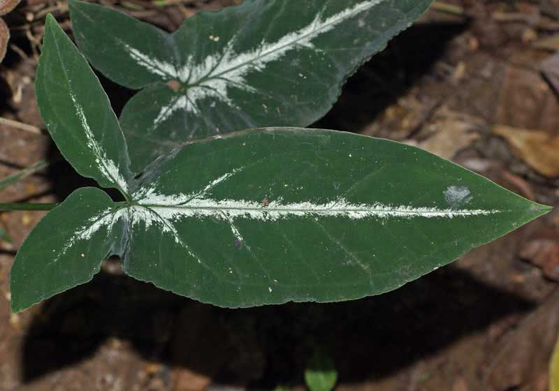 Syngonium wendlandii / сингониум Вендленда