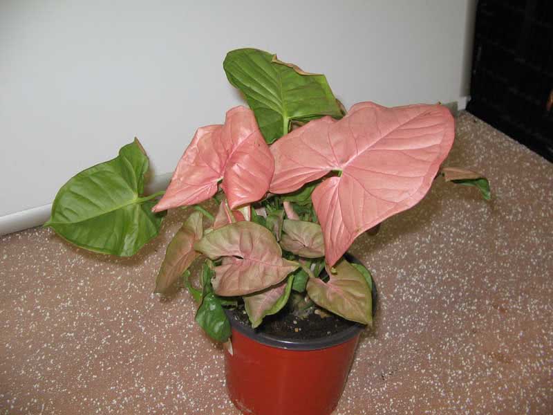 Syngonium wendlandii / сингониум Вендленда
