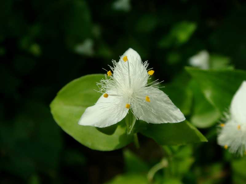 Tradescantia albiflora (tricolor or uiridis) / традесканция белоцветковая (трехцветная или уридис)
