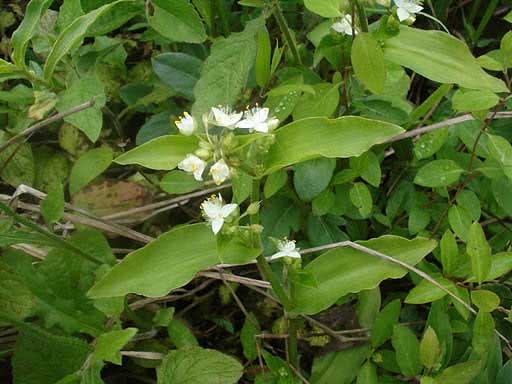 Tradescantia fluminensis / традесканция приречная