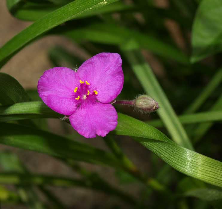 Tradescantia virginiana / традесканция виргинская