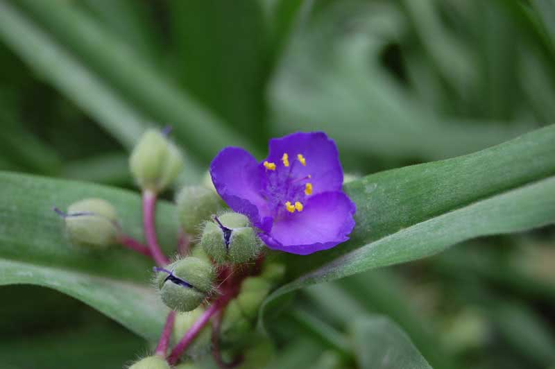 Tradescantia virginiana / традесканция виргинская