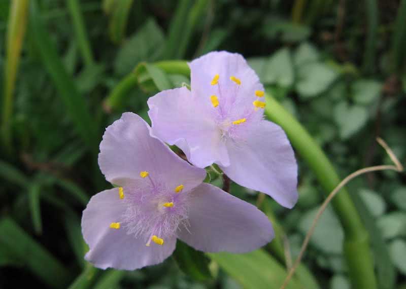 Tradescantia virginiana / традесканция виргинская