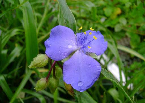 Tradescantia х andersoniana / традесканция Андерсона