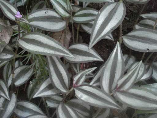 Tradescantia zebrina (pendula) / традесканция зебровидная (висячая)