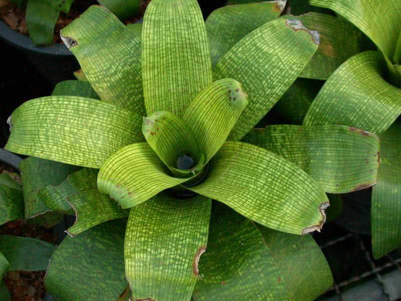 Vriesea fenestralis / вриезия продырявленная