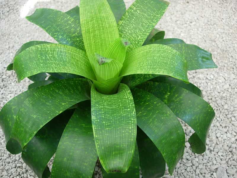 Vriesea fenestralis / вриезия продырявленная