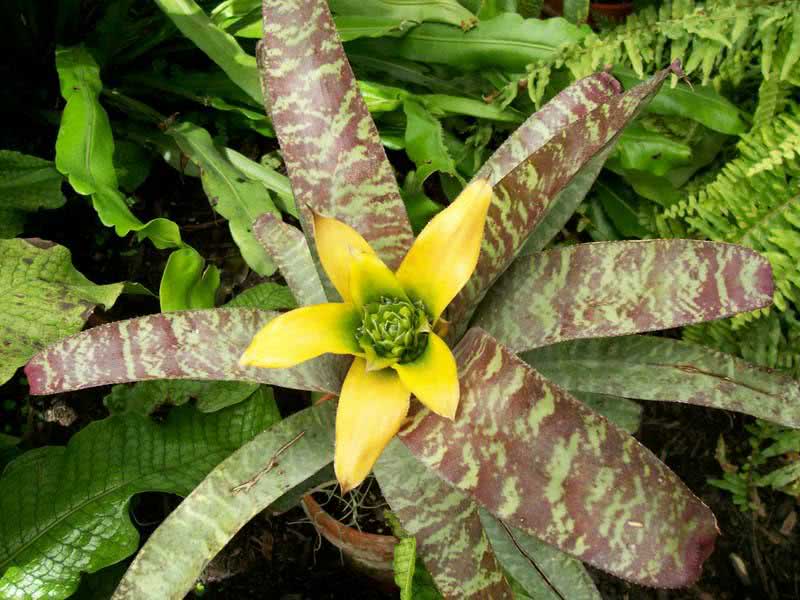 Vriesea fenestralis / вриезия продырявленная