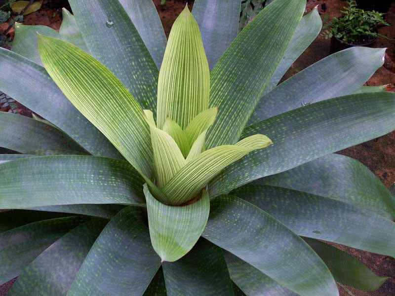 Vriesea gigantea / вриезия гигантская
