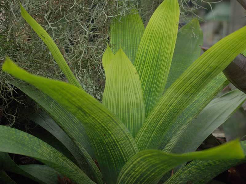 Vriesea gigantea / вриезия гигантская