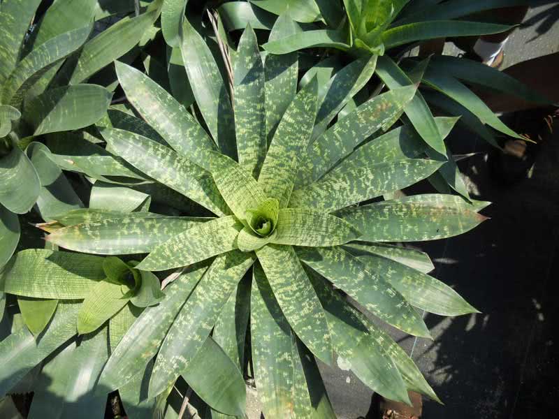 Vriesea gigantea / вриезия гигантская