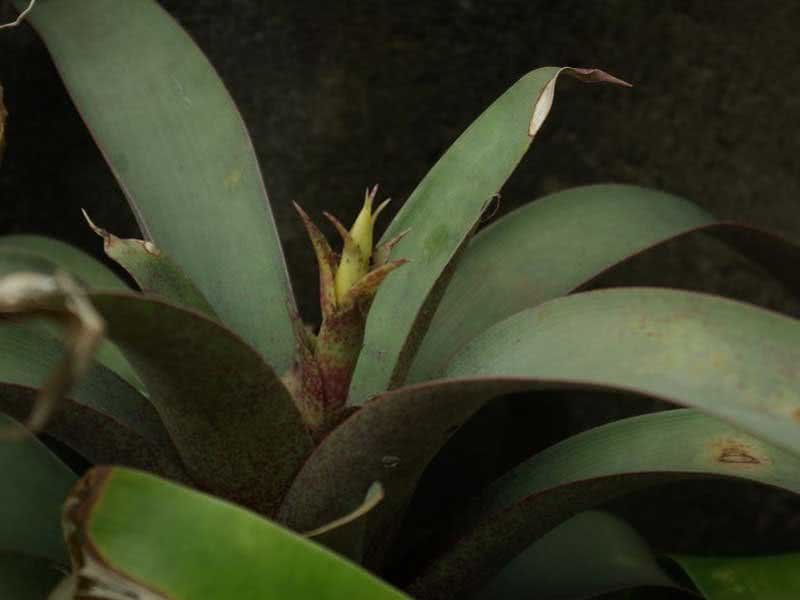 Vriesea saundersii / вриезия Сандерса