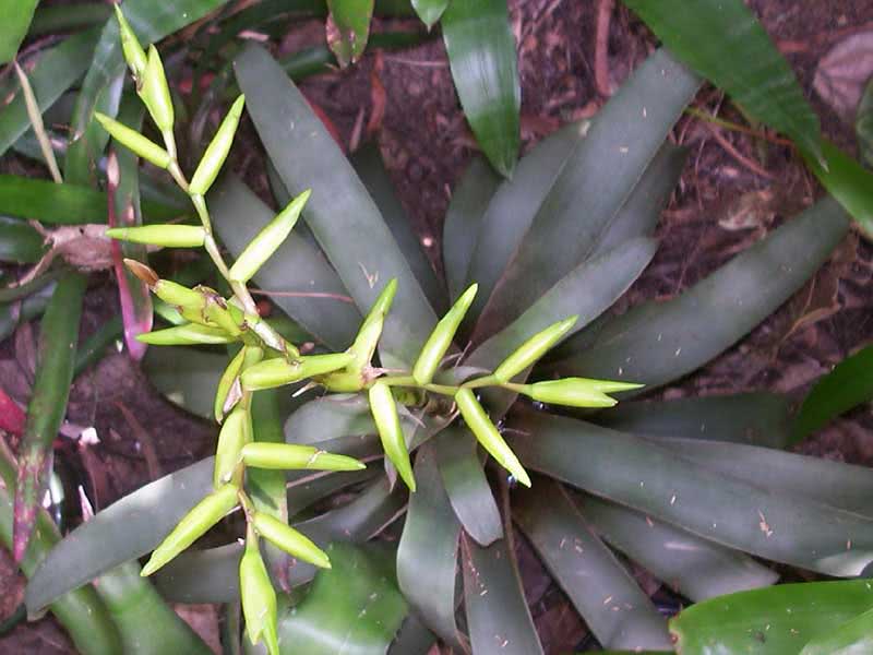 Vriesea saundersii / вриезия Сандерса