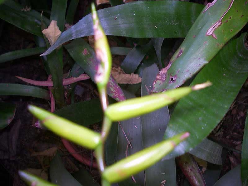 Vriesea saundersii / вриезия Сандерса