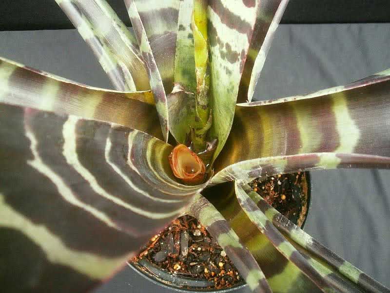 Vriesea splendens / вриезия блестящая (прекрасная)