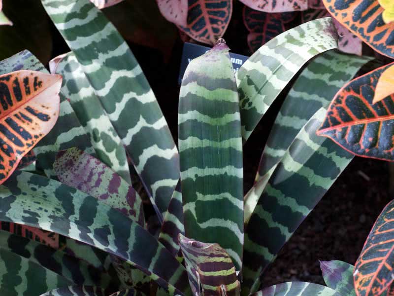 Vriesea splendens / вриезия блестящая (прекрасная)
