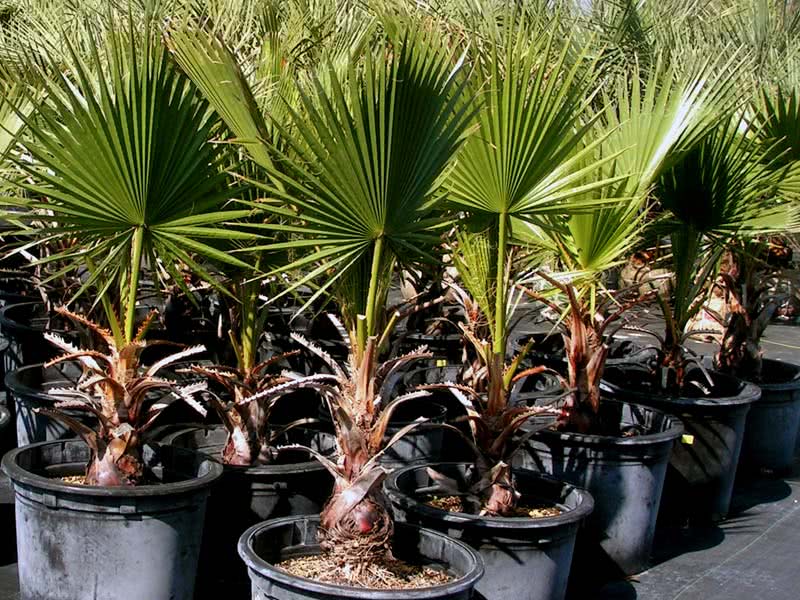 Washingtonia filifera / вашингтония нитеносная (нитчатая)