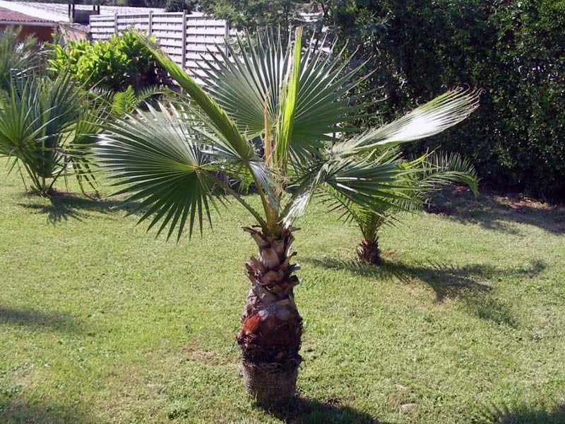 Washingtonia filifera / вашингтония нитеносная (нитчатая)