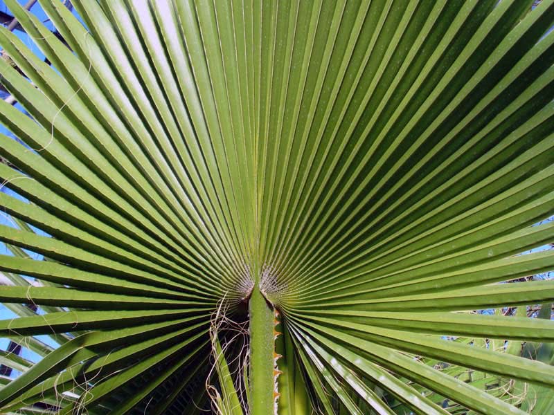 Washingtonia filifera / вашингтония нитеносная (нитчатая)