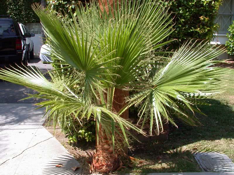 Washingtonia filifera / вашингтония нитеносная (нитчатая)
