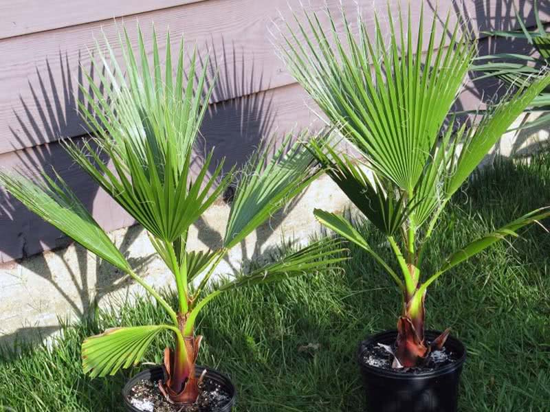 Washingtonia filifera / вашингтония нитеносная (нитчатая)
