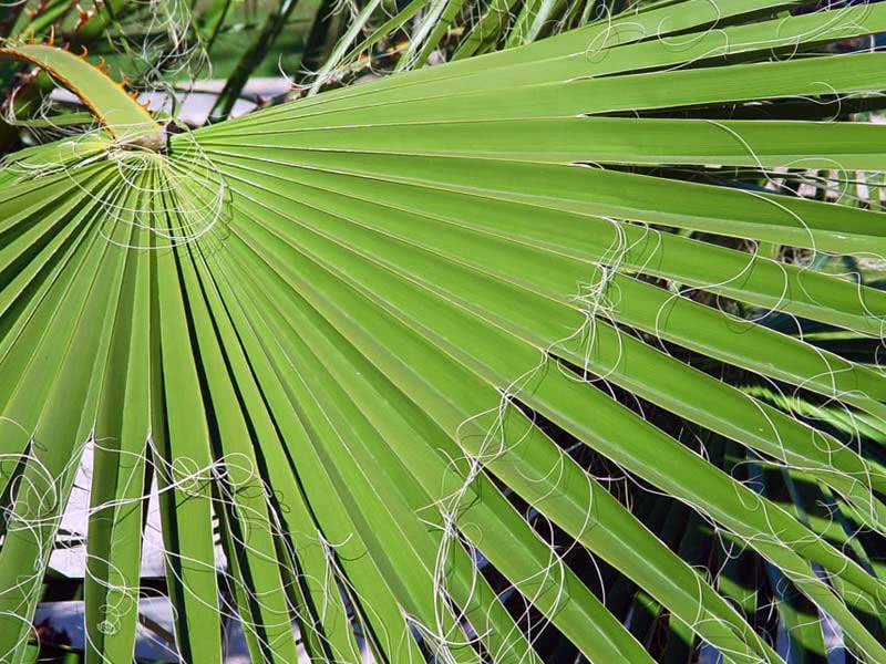 Washingtonia robusta / вашингтония крепкая (робуста)