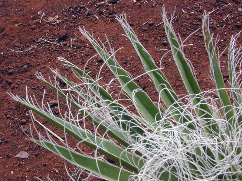 Washingtonia robusta / вашингтония крепкая (робуста)