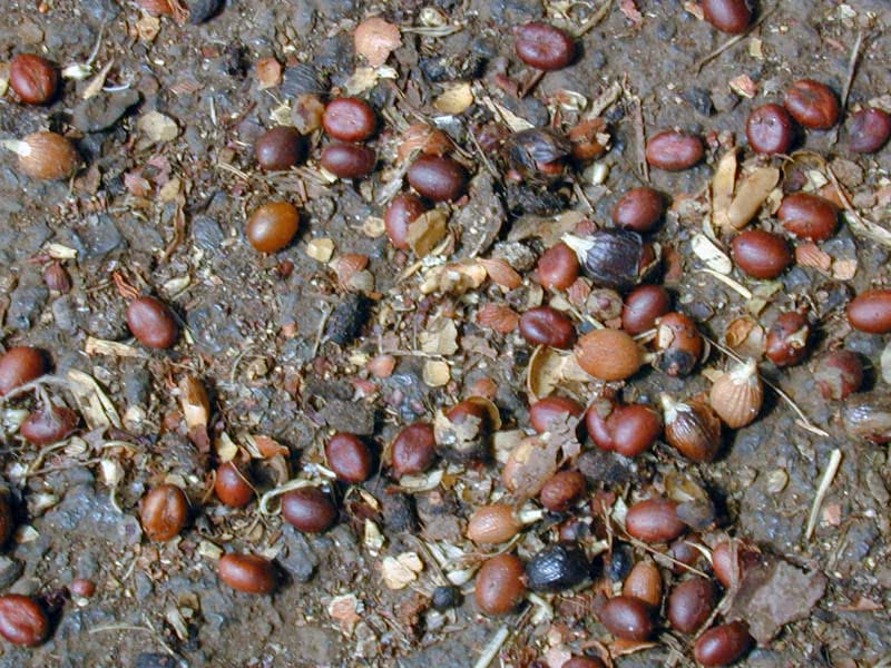 Washingtonia robusta / вашингтония крепкая (робуста)