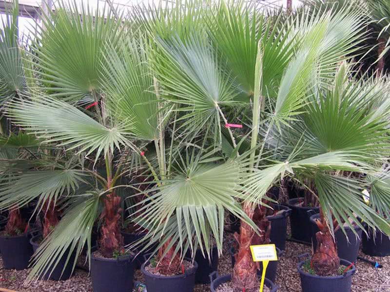 Washingtonia robusta / вашингтония крепкая (робуста)