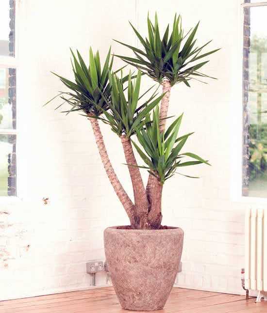 Yucca elephantipes / юкка слоновая