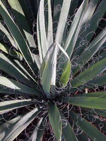 Yucca filamentosa / юкка нитчатая