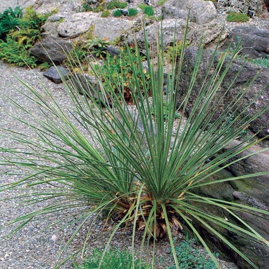 Yucca glauca / юкка сизая
