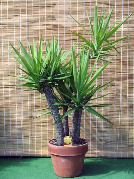 Yucca gloriosa / юкка славная (испанский кинжальник)