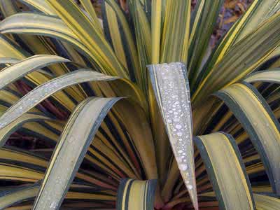 Yucca recurvifolia / юкка отвороченнолистная