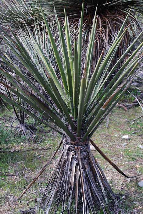 Yucca schottii (macrocarpa) / юкка Шотта (крупноплодная)
