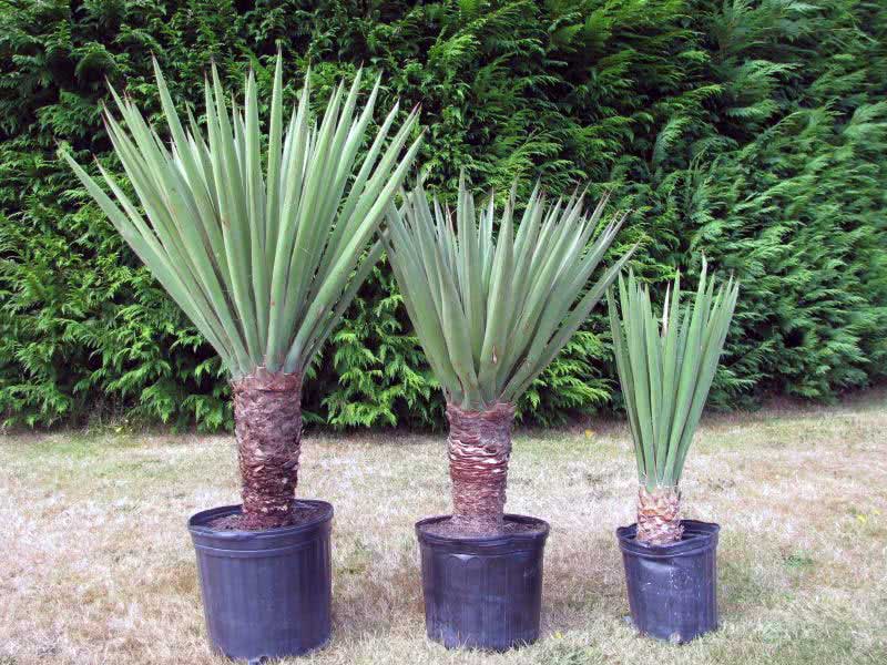 Yucca treculeana / юкка Трекуля