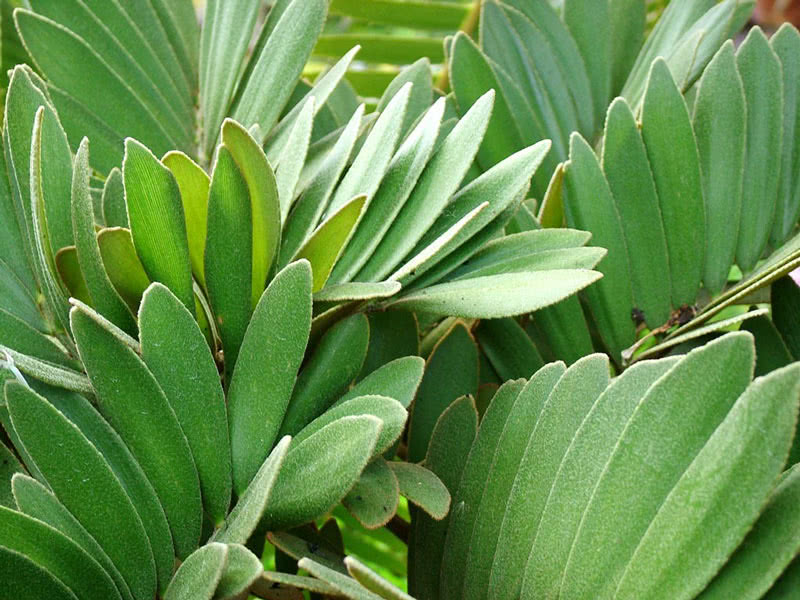 Zamia furfuracea / замия припудренная