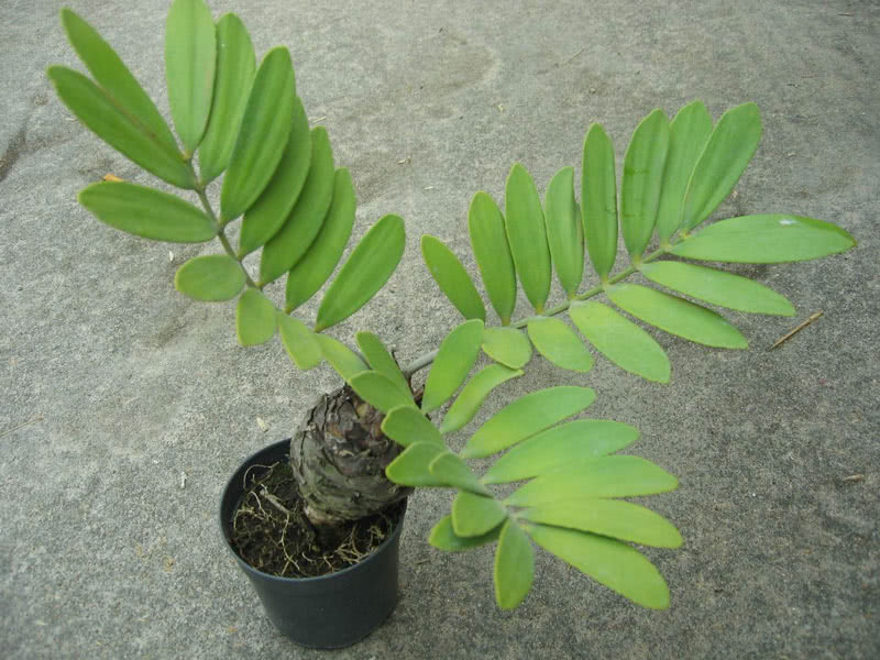 Zamia furfuracea / замия припудренная