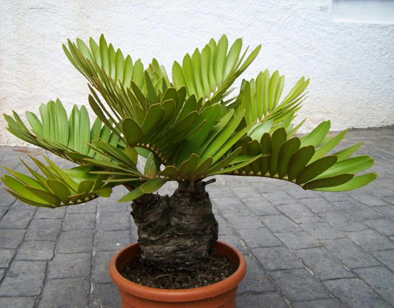 Zamia furfuracea / замия припудренная
