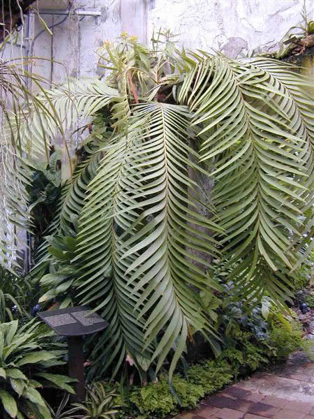 Zamia pseudoparasitica (roezli) / замия ложнопаразитическая