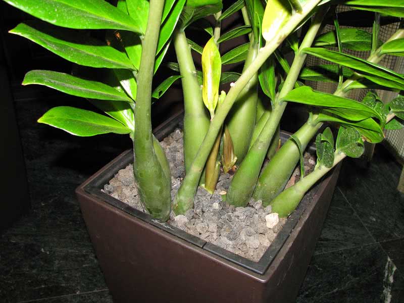 Zamioculcas zamiifolia (loddigesii) / замиокулькас замиелистный (Лоддигеза)