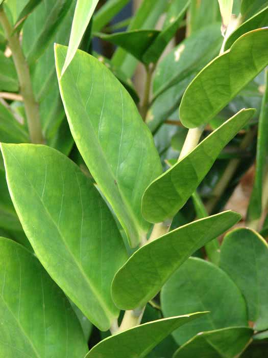 Zamioculcas zamiifolia (loddigesii) / замиокулькас замиелистный (Лоддигеза)