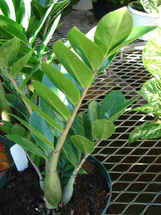 Zamioculcas zamiifolia (loddigesii) / замиокулькас замиелистный (Лоддигеза)