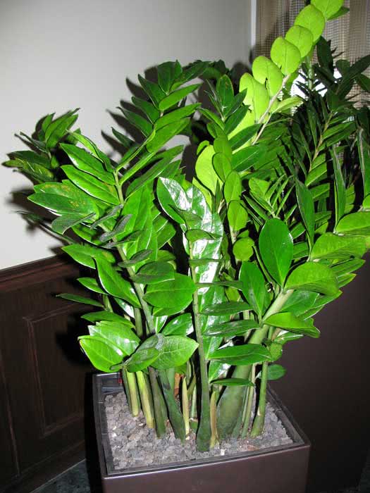 Zamioculcas zamiifolia (loddigesii) / замиокулькас замиелистный (Лоддигеза)