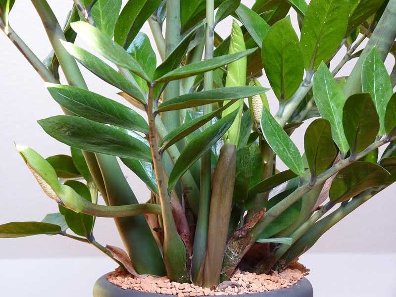 Zamioculcas zamiifolia (loddigesii) / замиокулькас замиелистный (Лоддигеза)