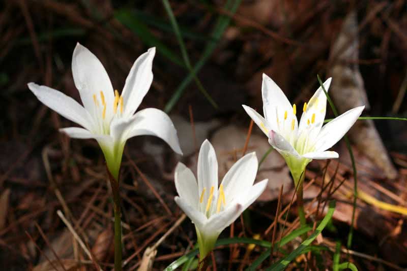 Zephyranthes atamasca / зефирантес атамасский