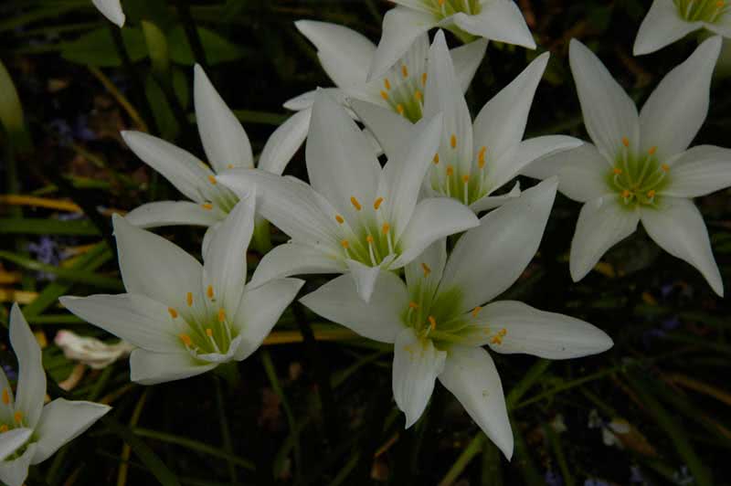 Zephyranthes atamasca / зефирантес атамасский