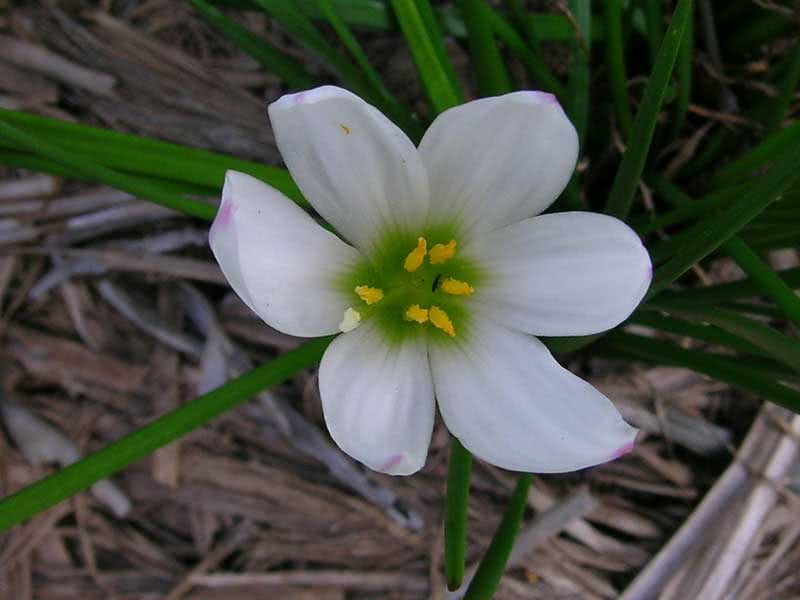 Zephyranthes candida / зефирантес белый